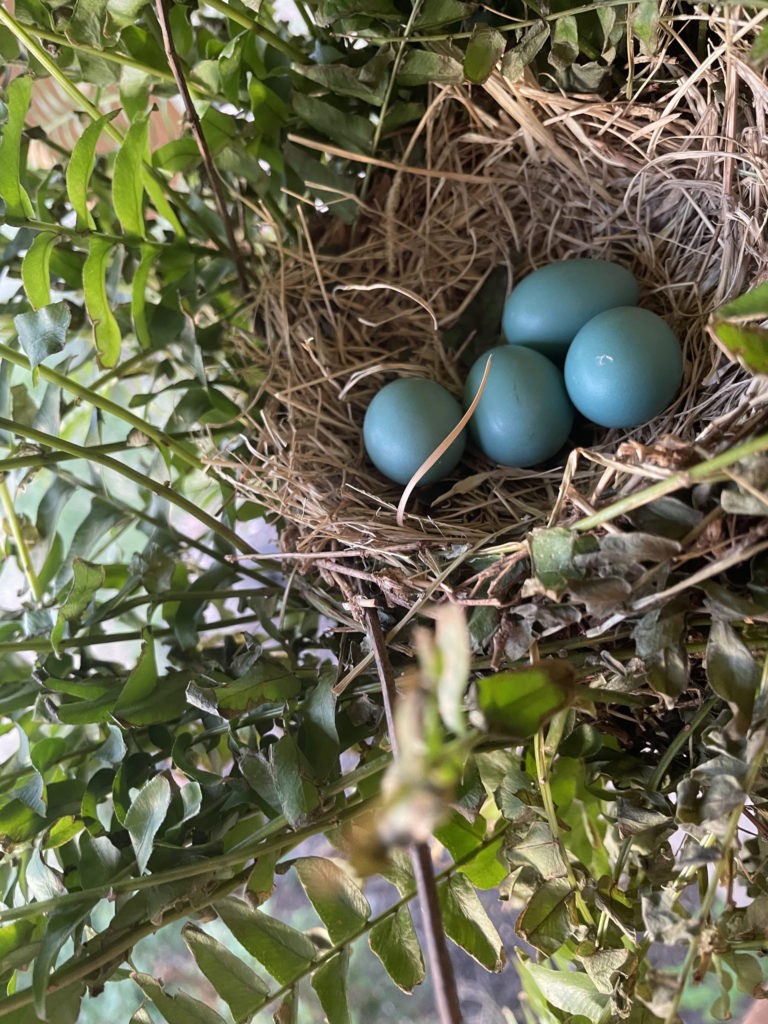 2022-robin-family (1)