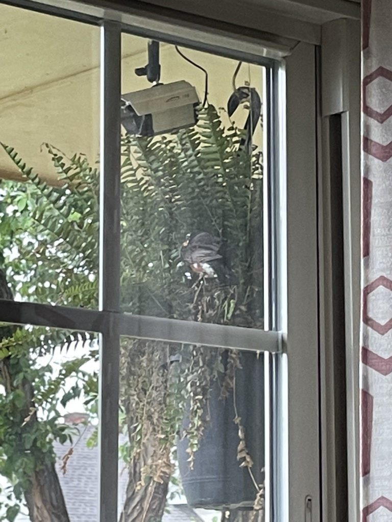 2022-robin-family (10)