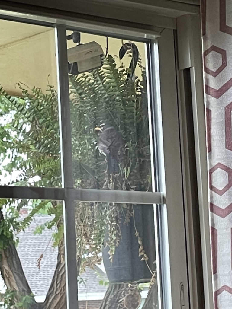 2022-robin-family (11)