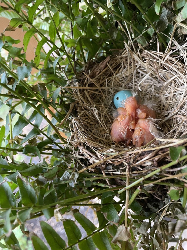 2022-robin-family (12)