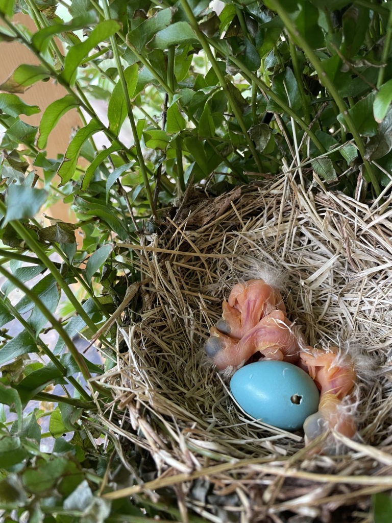 2022-robin-family (13)