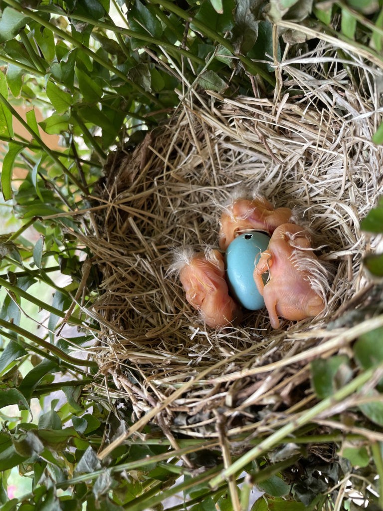 2022-robin-family (14)