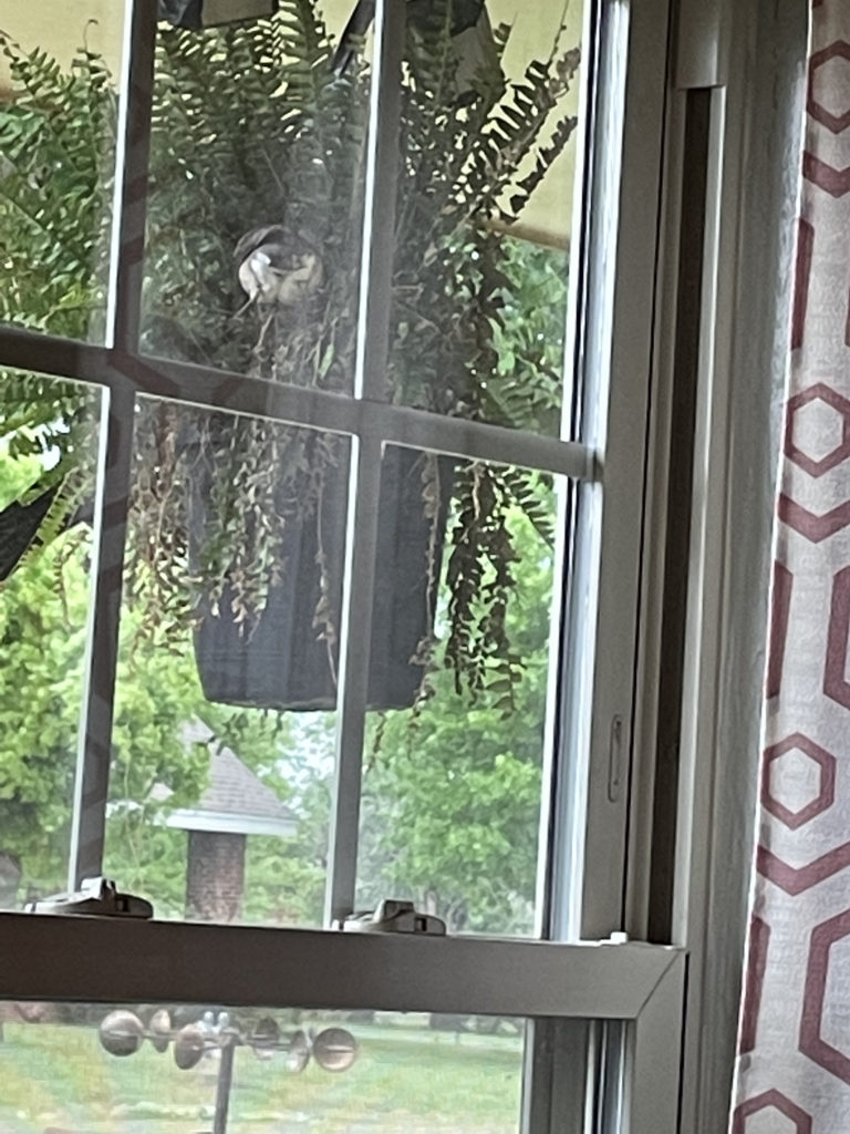 2022-robin-family (15)