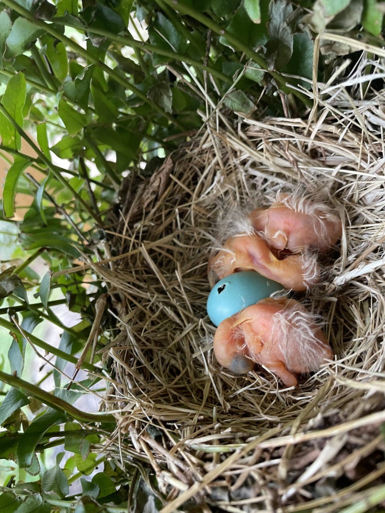 2022-robin-family (16)