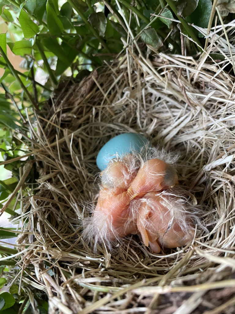 2022-robin-family (17)