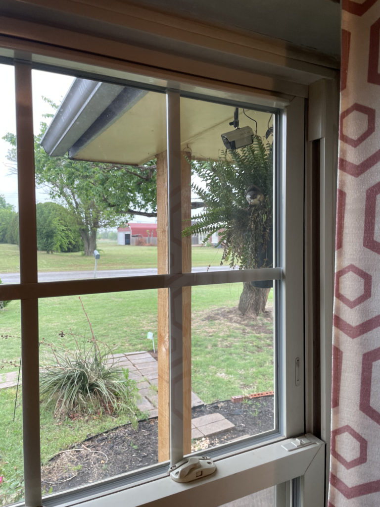 2022-robin-family (18)