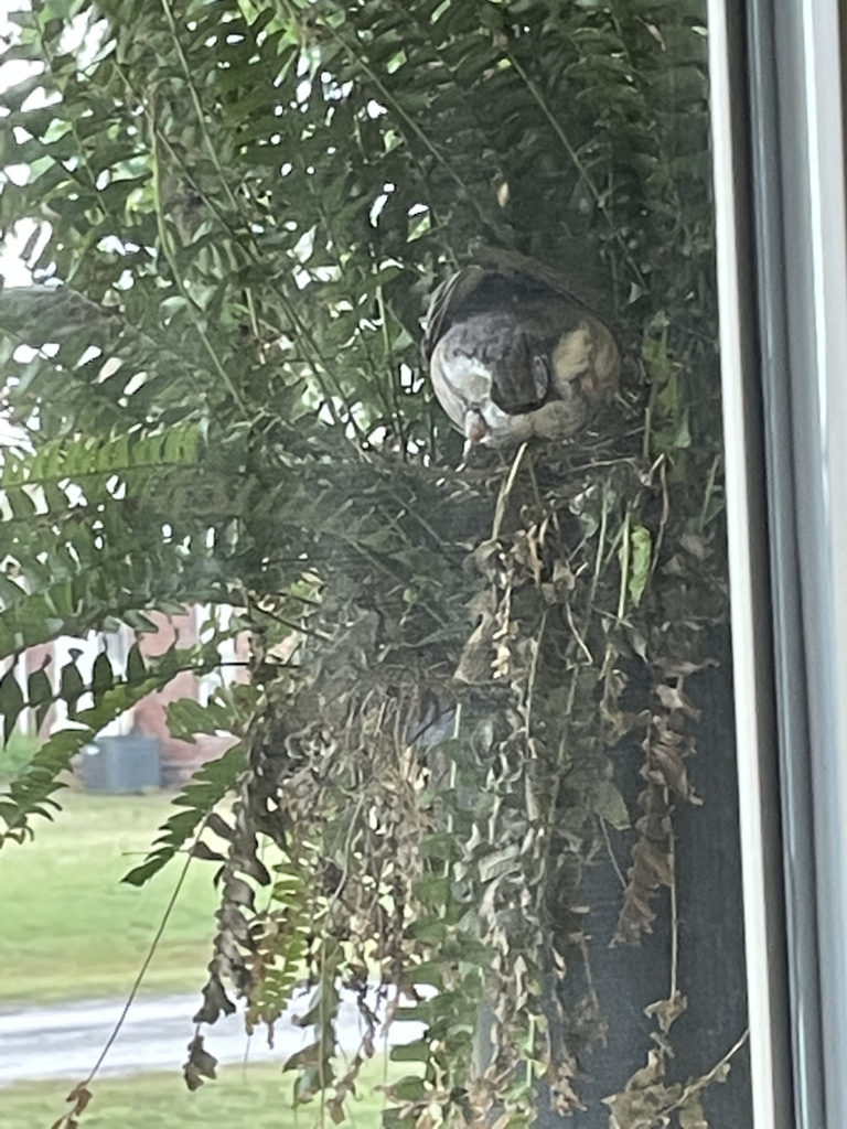 2022-robin-family (19)