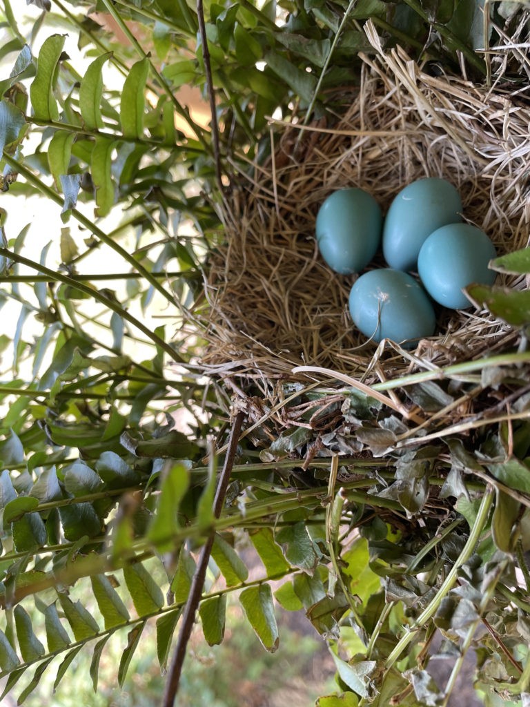 2022-robin-family (2)