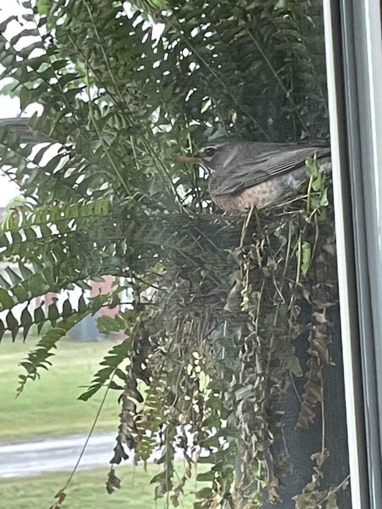 2022-robin-family (20)