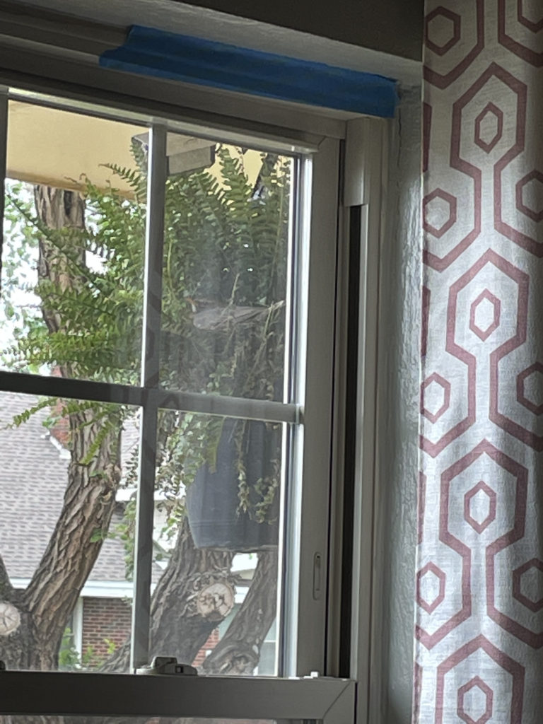 2022-robin-family (21)