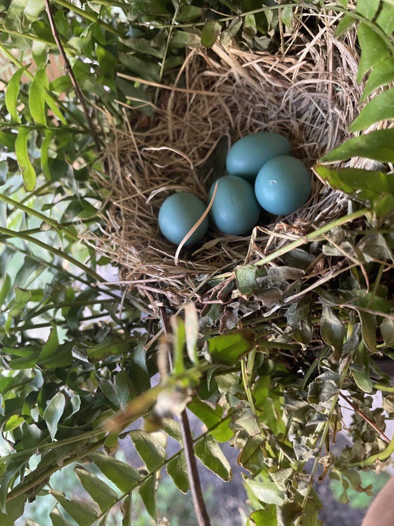 2022-robin-family (22)