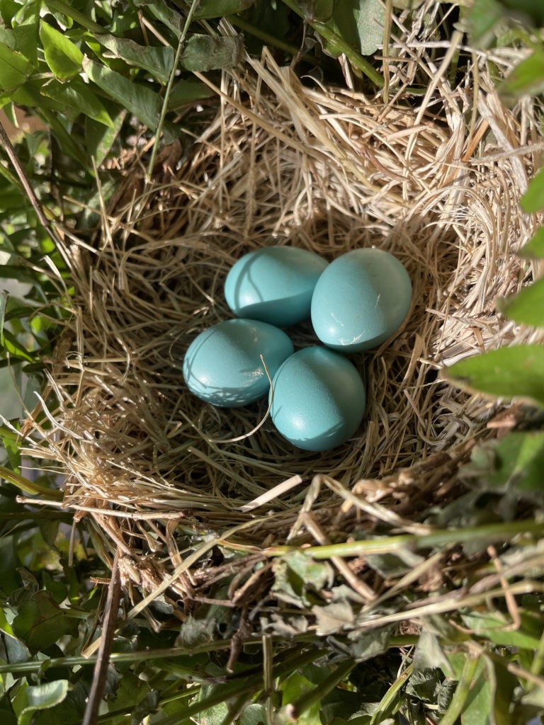 2022-robin-family (3)