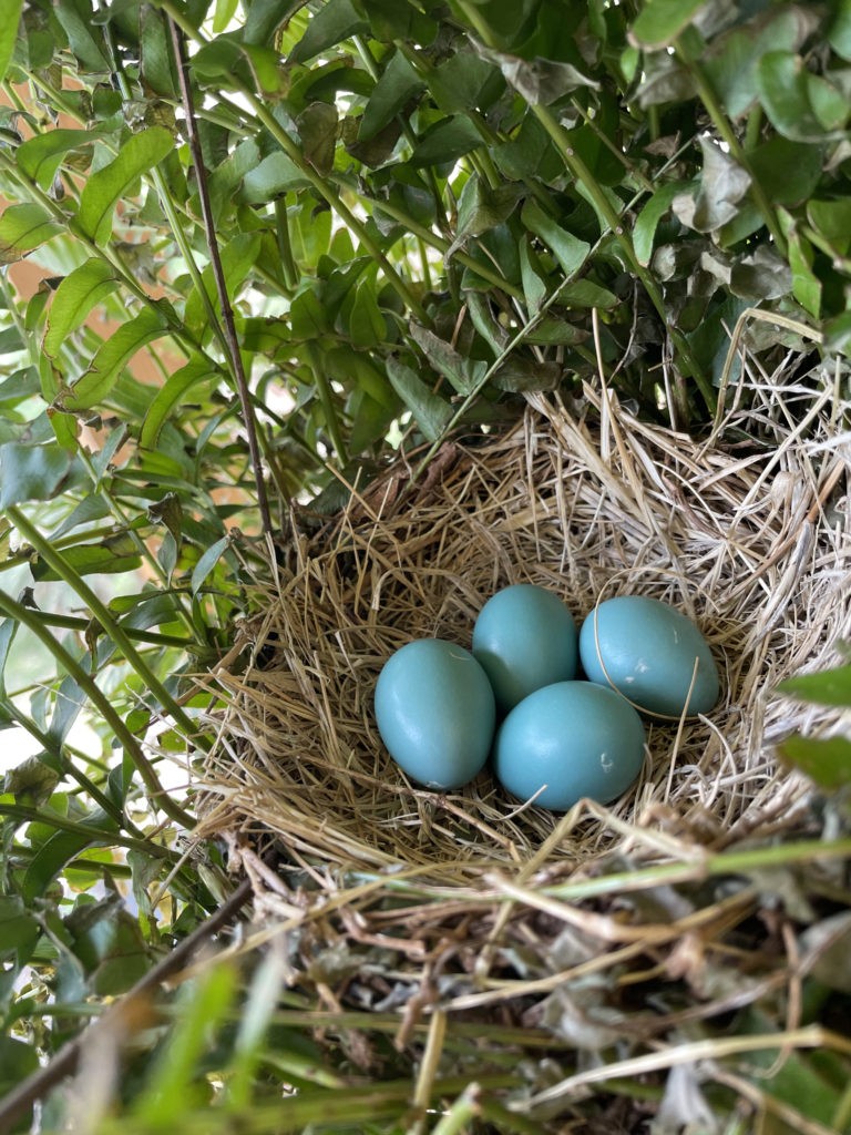 2022-robin-family (4)