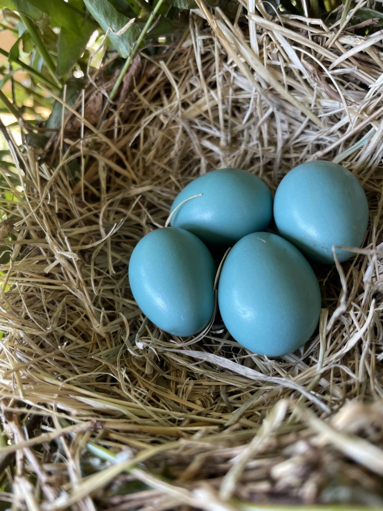 2022-robin-family (5)