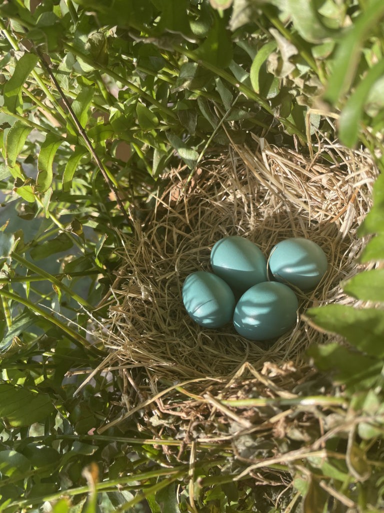 2022-robin-family (6)