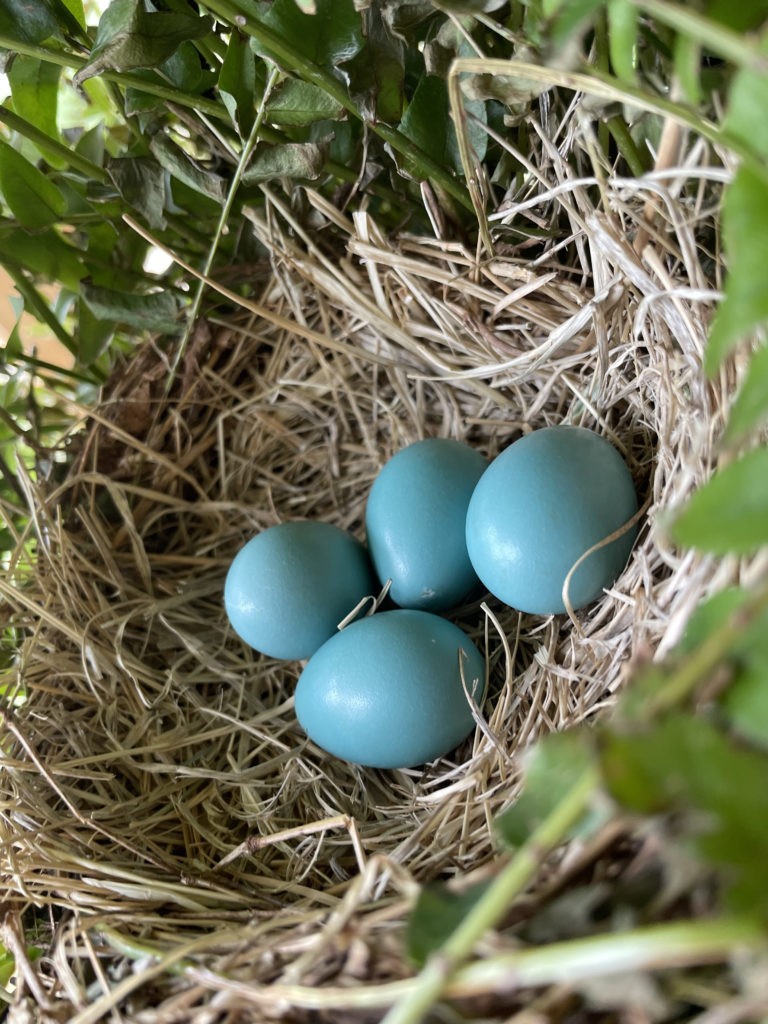 2022-robin-family (7)