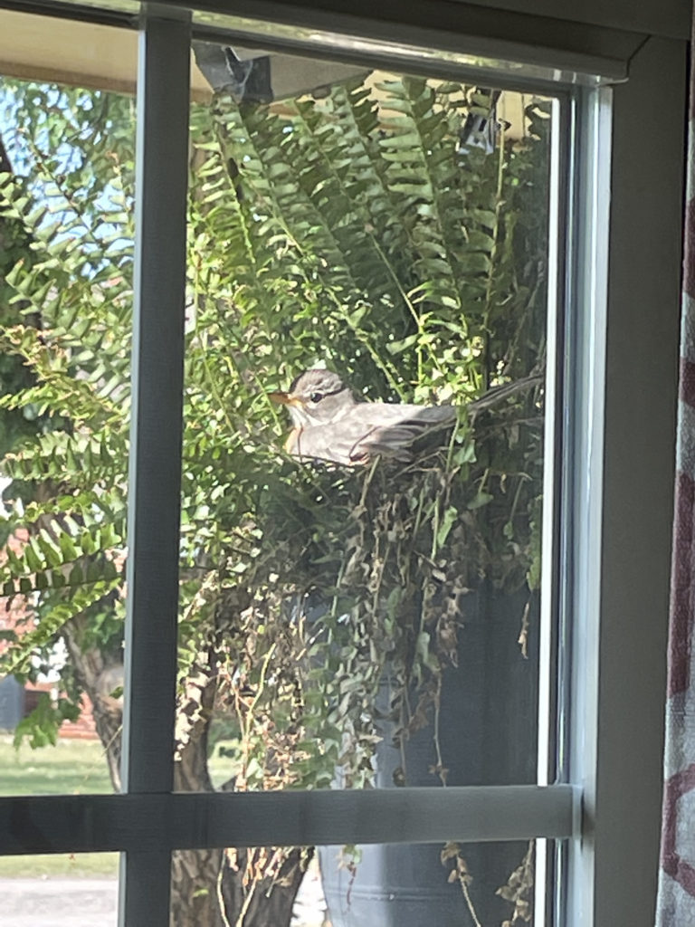 2022-robin-family (8)