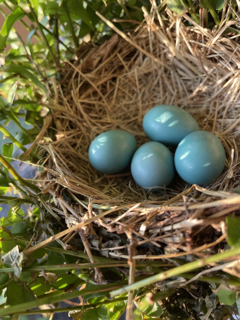 2022-robin-family (9)