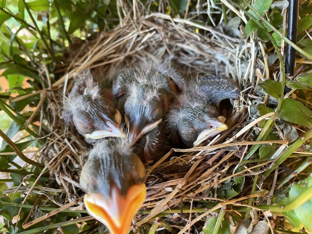 may-15-baby-birds (1)