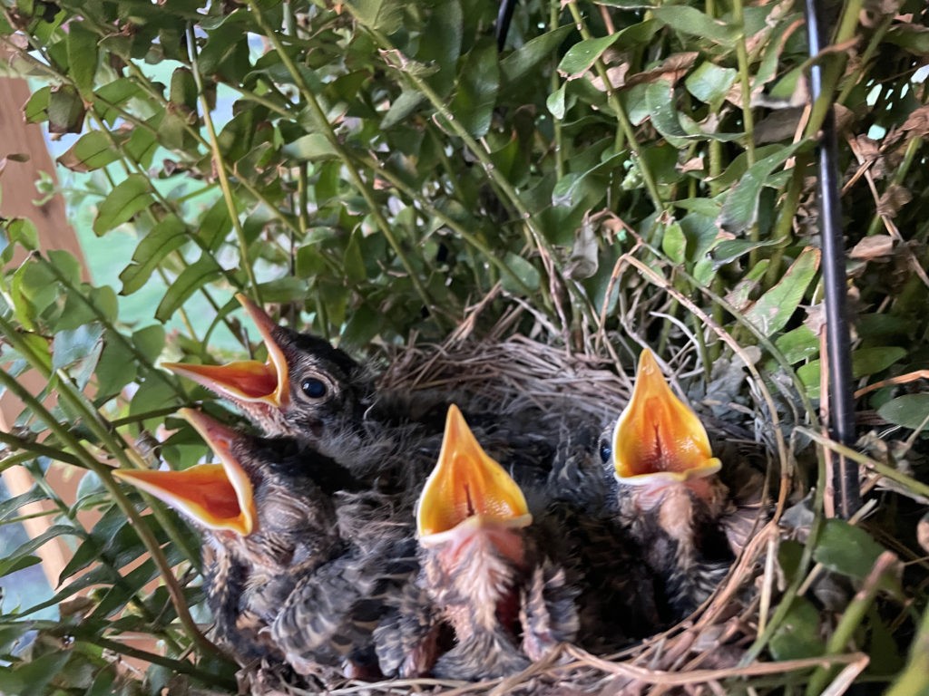 Baby robins on front porch hanging basket.