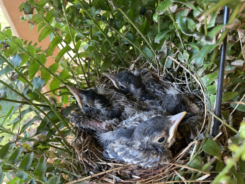 Baby robins on front porch hanging basket.