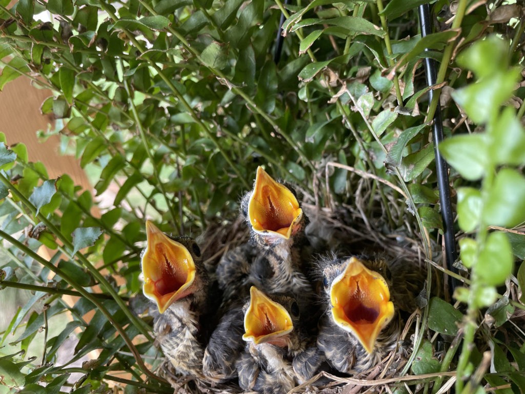 Baby robins on front porch hanging basket.