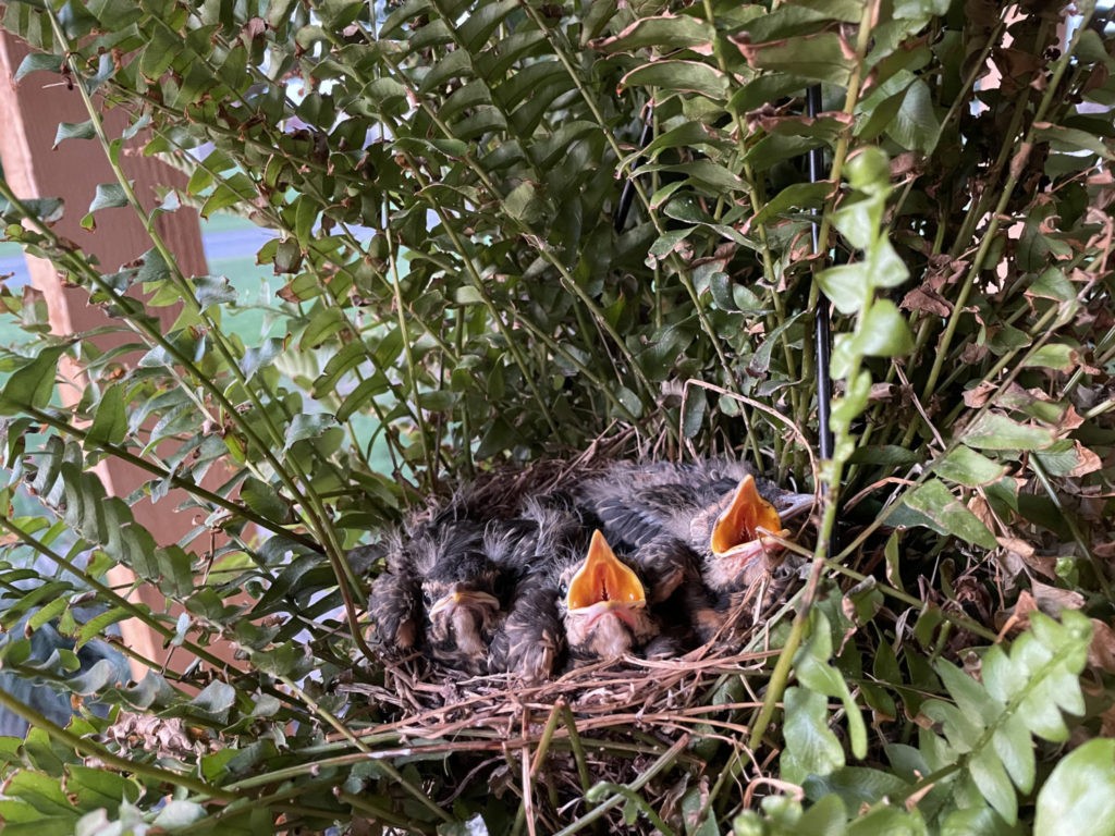 may-15-baby-birds (13)