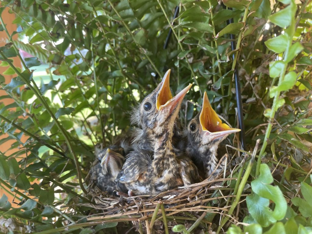 may-15-baby-birds (14)