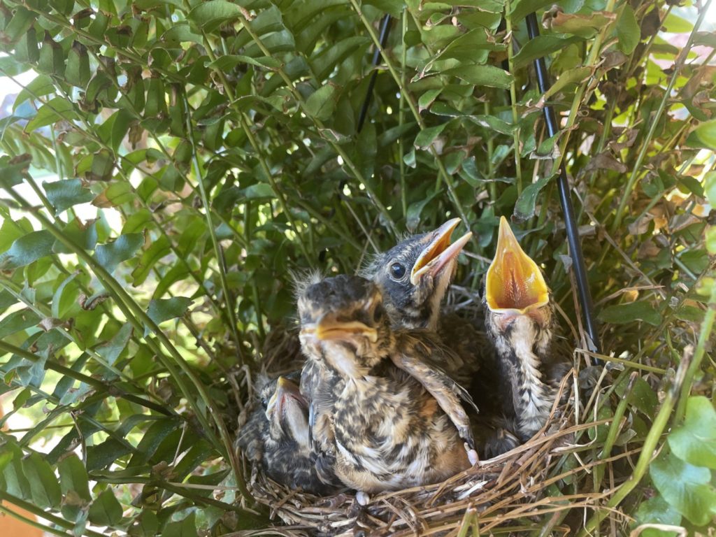 may-15-baby-birds (15)