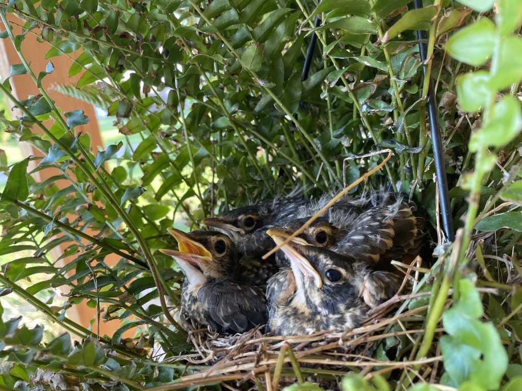 may-15-baby-birds (16)
