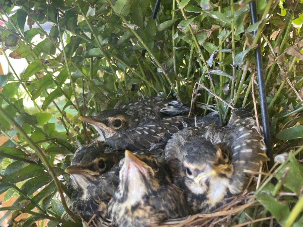 may-15-baby-birds (17)