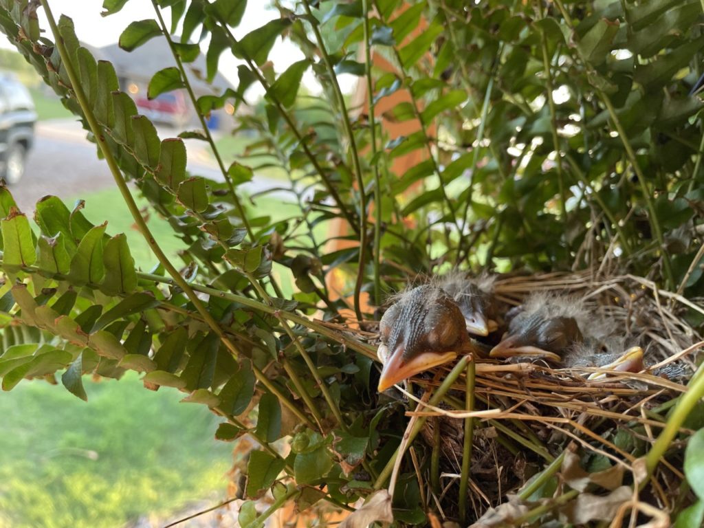 may-15-baby-birds (2)