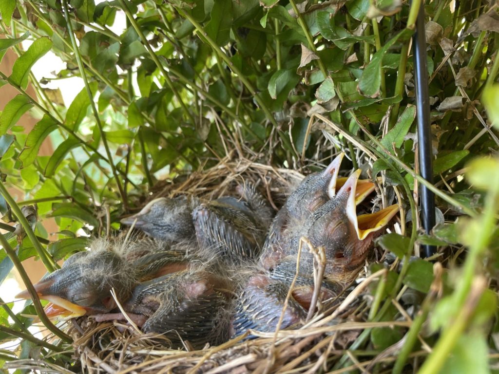may-15-baby-birds (3)