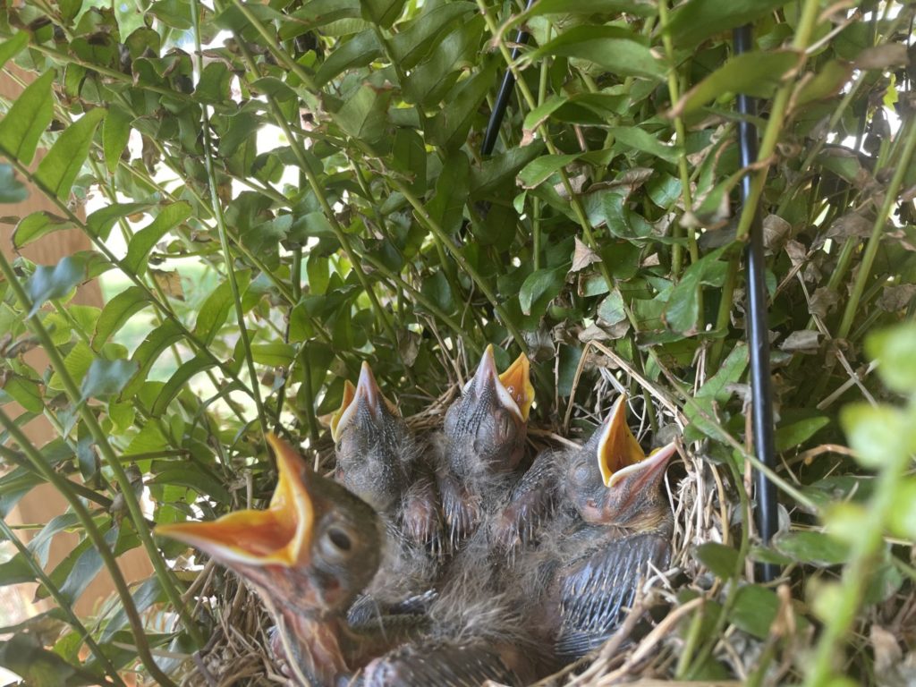 may-15-baby-birds (4)