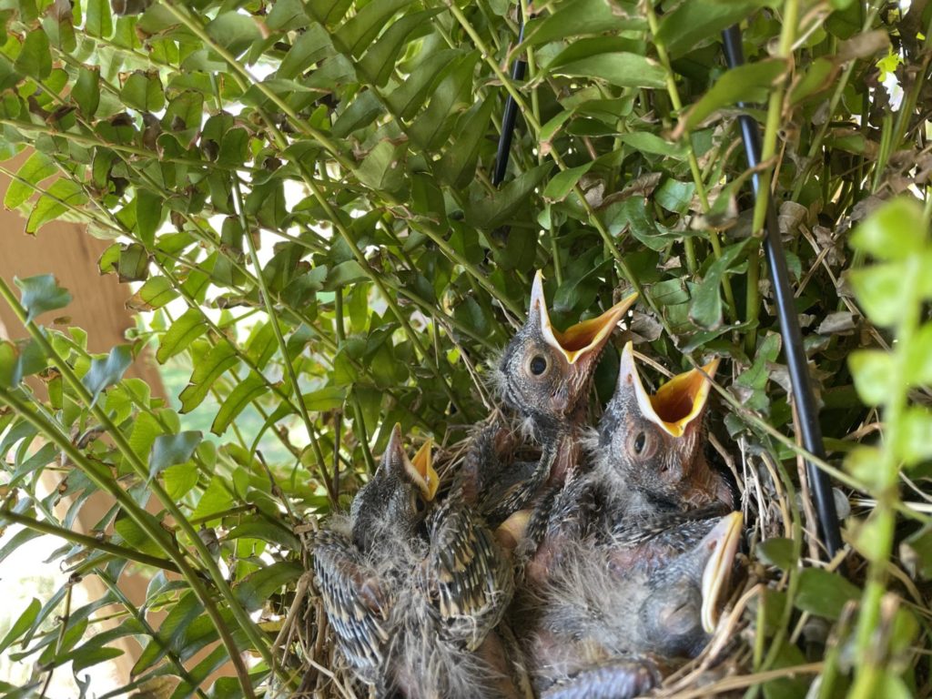 Baby robins on front porch hanging basket.