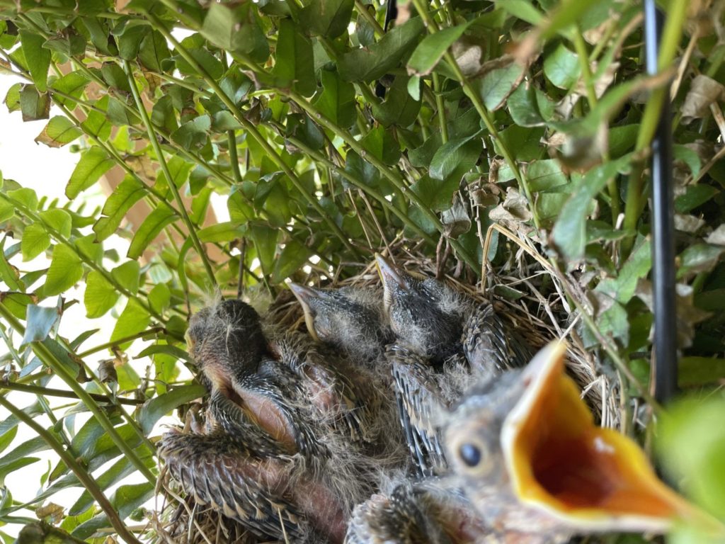 Baby robins on front porch hanging basket.