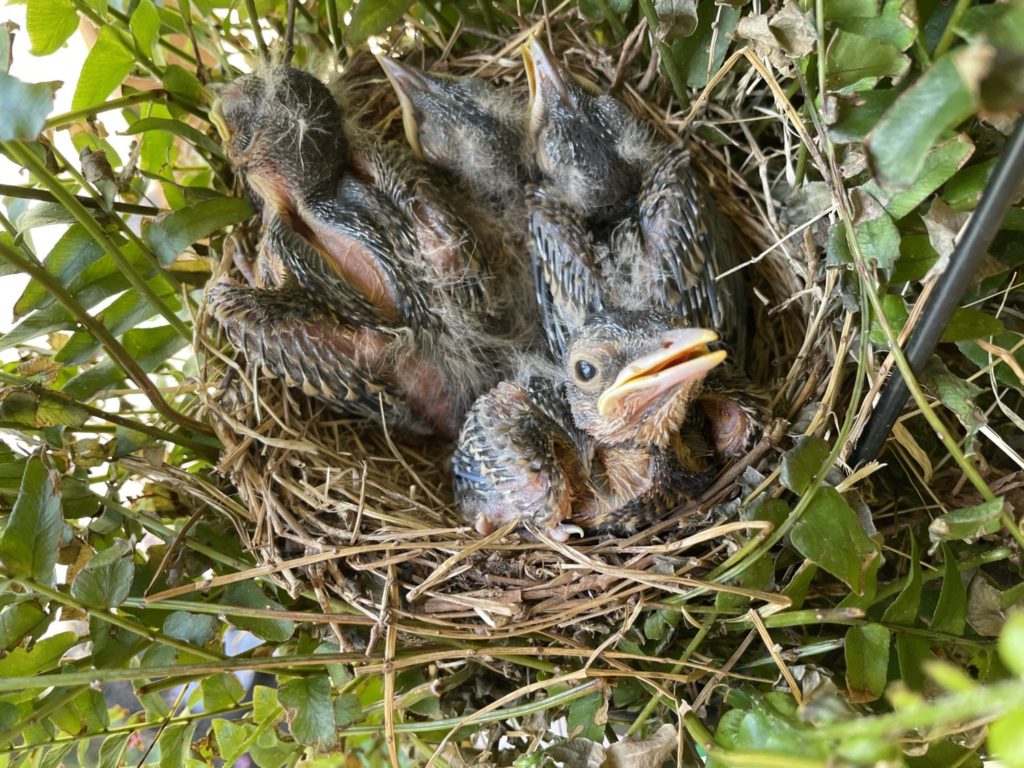 Baby robins on front porch hanging basket.