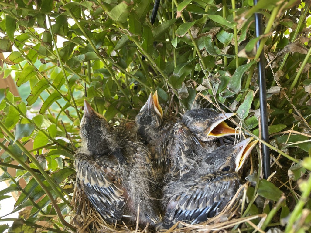 Baby robins on front porch hanging basket.