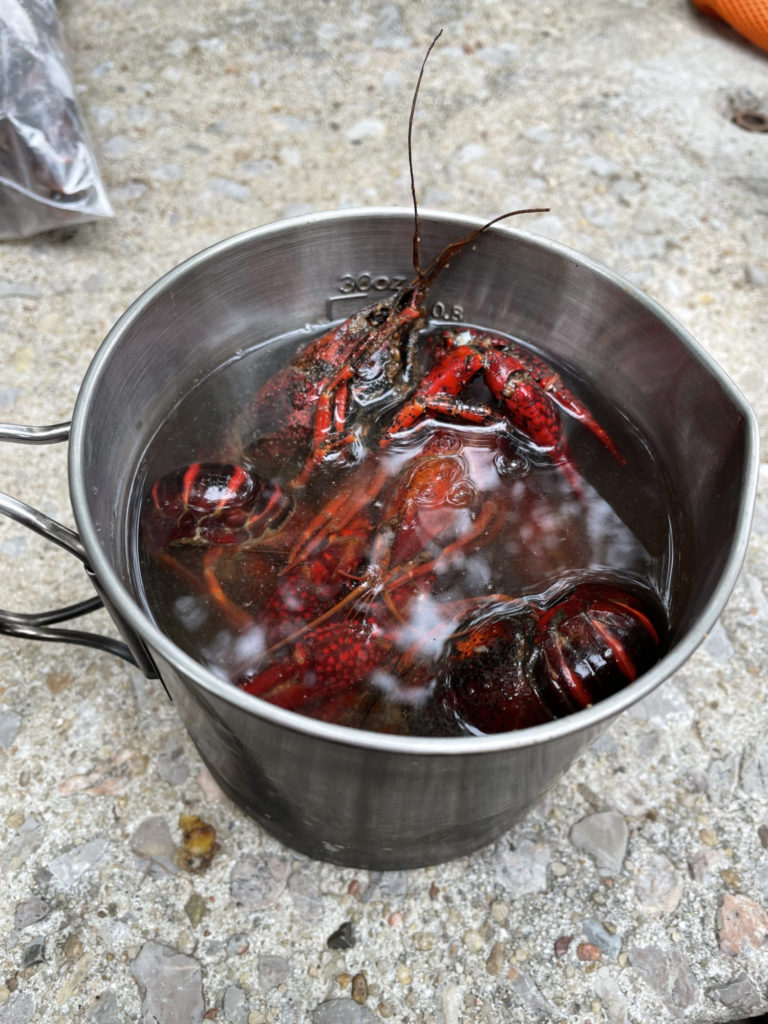 Boiling some crayfish from our neighbor.